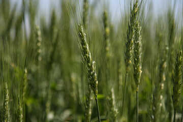 Green wheat field. Green background with wheat. Young green wheat seedlings growing on a field. Agricultural field on which grow immature young cereals, wheat