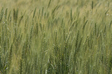 Obraz premium Green wheat field. Green background with wheat. Young green wheat seedlings growing on a field. Agricultural field on which grow immature young cereals, wheat