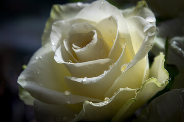 Gros plan sur une rose blanche fraiche perlée de gouttes d'eau sur un bokeh sombre