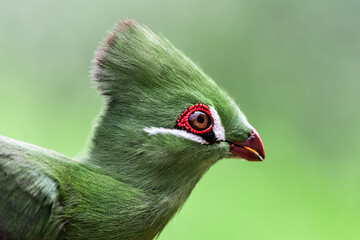 Turaco Persa (Tauraco persa)