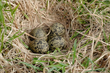 lapwing nest with eggs in the grass.