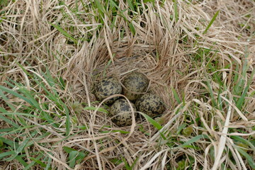 lapwing nest with eggs in the grass.
