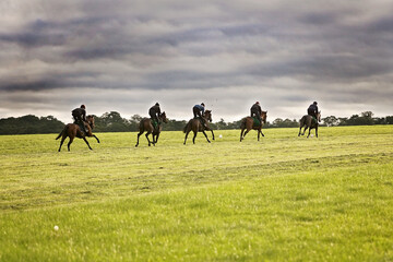Horses galloping in a row