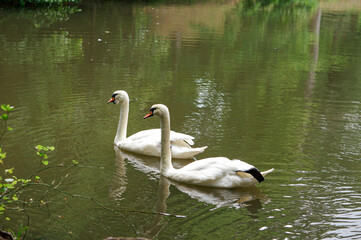 Swan couple swimming in the lake. 