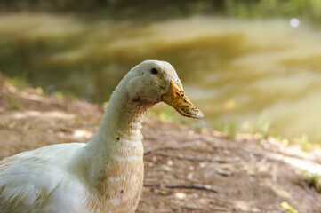 Dirty white duck on the soil near of the lake. 