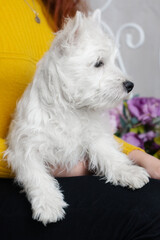 west highland white terrier puppy