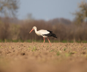 Storch auf Feld bei der Nahrungssuche