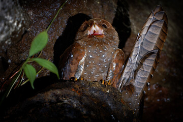 Oilbird - Steatornis caripensis also guacharo, bird similar to nightjar, nesting in colonies in caves, nocturnal feeders on the fruits of the oil palm, adapted eyesight, navigate by echolocation