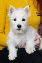 west highland white terrier puppy