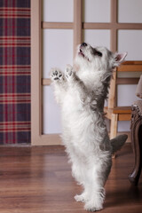 west highland white terrier puppy