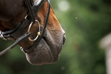 Horse's nose wearing a flash noseband and snaffle bit with a fly insect