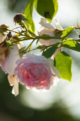 lush flowers of a delicate rose grow on a bush on a bright sunny day