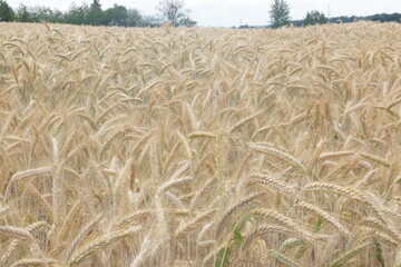 Cornfields,Forest clearing,nature and recreation