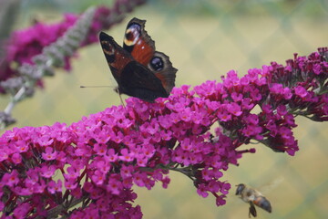 Pflanzen,Blumen Flieder ,Lavendel und Schmetterlinge