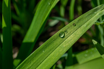 Water drop on a green leaf in the morning light.