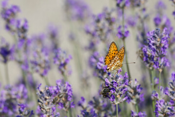 Marbled Fritillary butterfly (Brenthis daphne) perched on lavender plant in Zurich, Switzerland