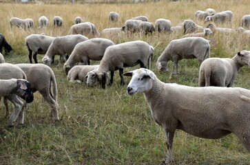 Obraz premium Schafherde auf trockenem Gras