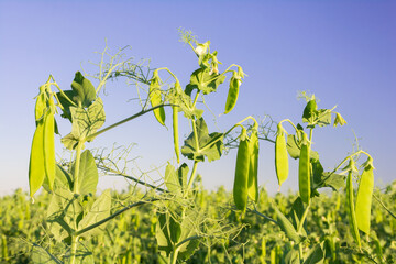 Pods with green peas ripen in a pea field