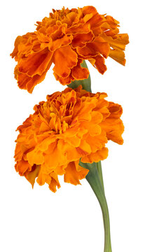 marigold flower isolated