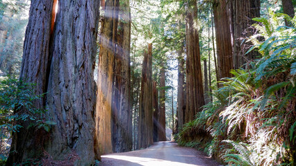 Sunbeams shine through the massive redwoods in February - Jedediah Smith Redwoods State Park,...