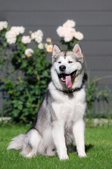 alaskan malamute dog in the garden