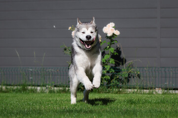 alaskan malamute dog in the garden running