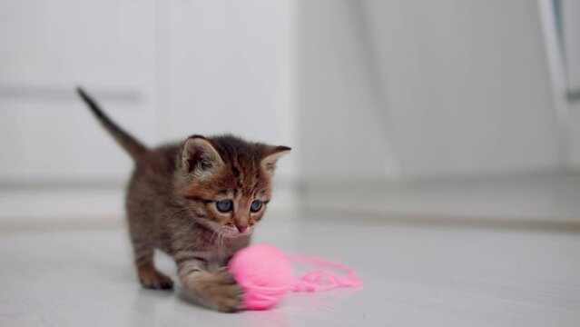A funny little kitten is playing with a pink ball of thread