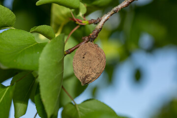 Rotten apricot on the fruit tree, Monilia laxa infestation plant disease