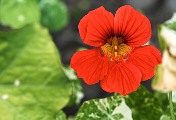 Close-up of tropaeolum majus, Belgium