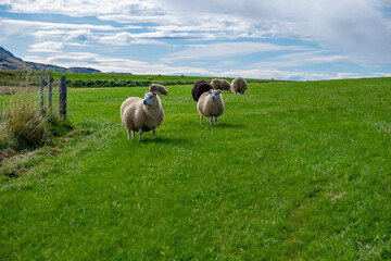 Iceland, volcanoes, lava, sun, sea, animals, a wonderful country, waterfalls, colors, every corner is beautiful.