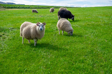 Iceland, volcanoes, lava, sun, sea, animals, a wonderful country, waterfalls, colors, every corner is beautiful.