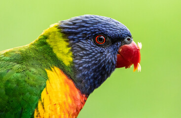 Loro Arcoíris (Trichoglossus haematodus)