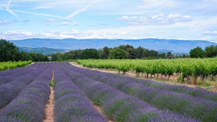 Blooming lavender fields flanked by vineyards in Provence, France