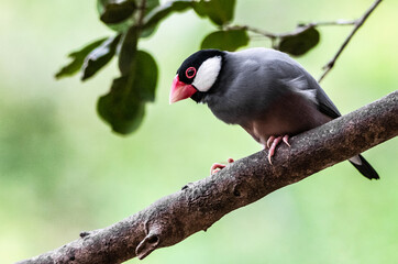 Calafate (Estrildidae)