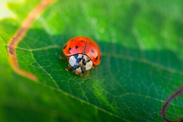 Red ladybugs in garden on tree branch