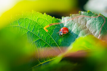 Red ladybugs in garden on tree branch