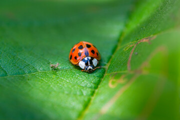 Red ladybugs in garden on tree branch