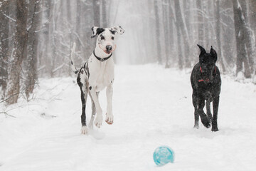 two German dane dogs in the winter forest