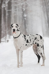 German dane dog in the winter forest