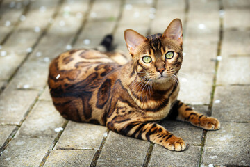 beautiful well-groomed bengal cat for a walk in the warm season