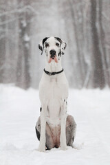German dane dog in the winter forest