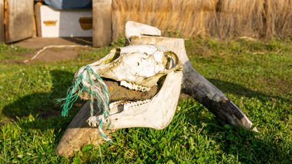 scarecrow on the grass