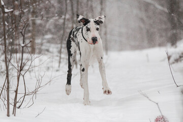 great dane dog in the winter forest