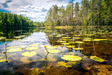 Summer landscape in Karelia. Forest pond with lilies. Reflection of the sky in the water. © Alexey Oblov