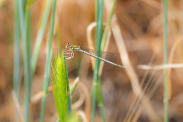 Beautiful Damselfly sits on wheat in meadow