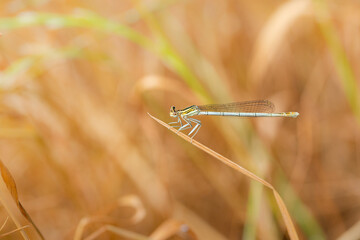 Beautiful Damselfly sits on wheat in meadow