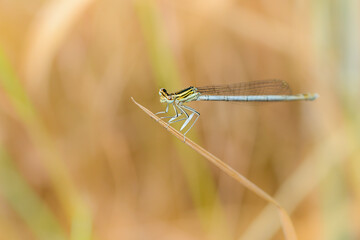 Beautiful Damselfly sits on wheat in meadow