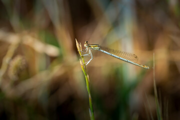 Beautiful Damselfly sits on wheat in meadow