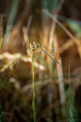 Beautiful Damselfly sits on wheat in meadow