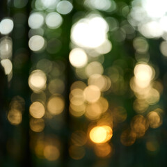 Obraz premium Blurred background, rays of the setting sun break through the dense forest